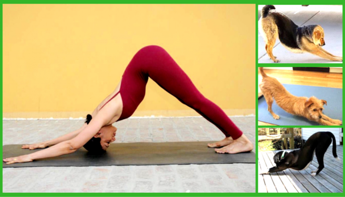 online yoga classes for ladies