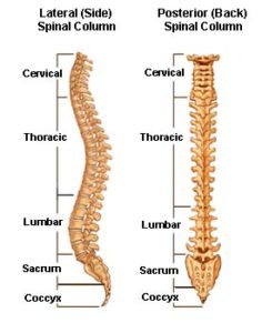 Anatomy- Yoga for a healthy spine