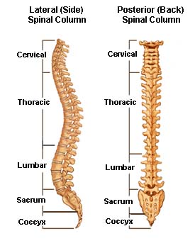 Anatomy- Yoga for a healthy spine